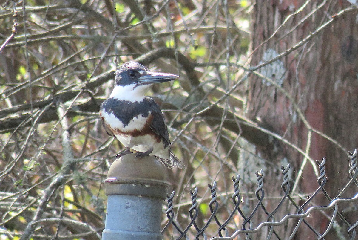 Belted Kingfisher - ML431575661