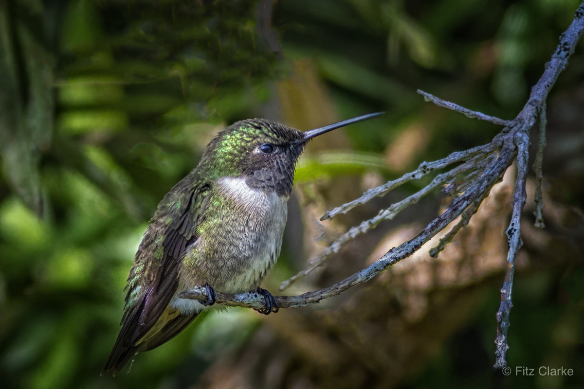 Ruby-throated Hummingbird - ML431581121