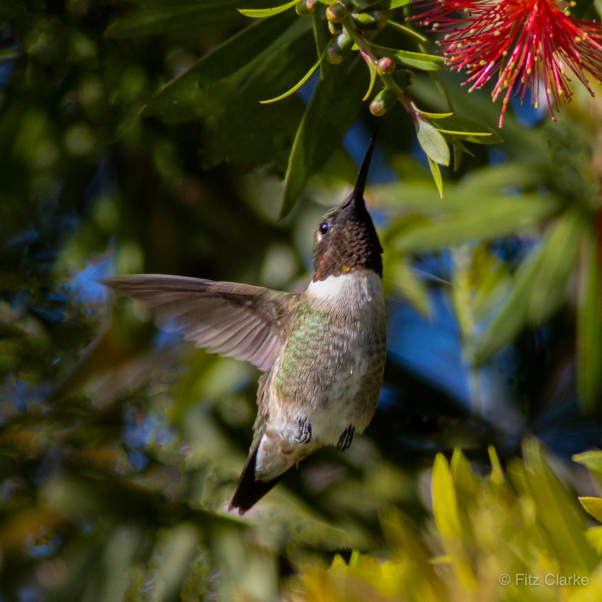 Ruby-throated Hummingbird - ML431581211