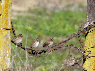  - Rufous-collared Sparrow