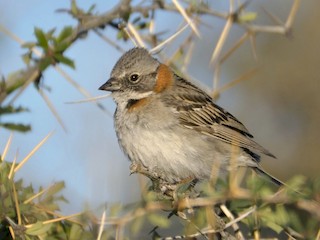  - Rufous-collared Sparrow