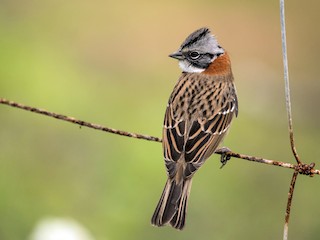  - Rufous-collared Sparrow