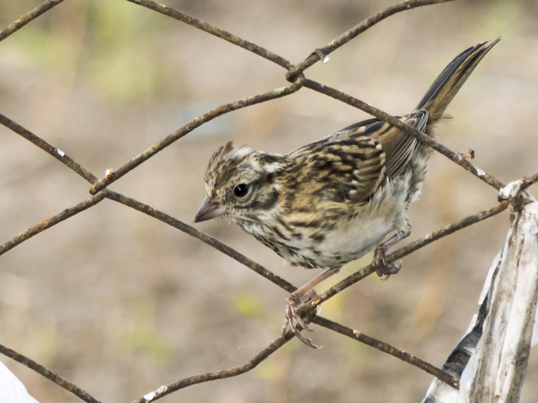 Rufous-collared Sparrow - Eduardo Battaglini