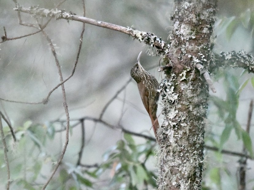 Spot-crowned Woodcreeper (Northern) - ML431586941