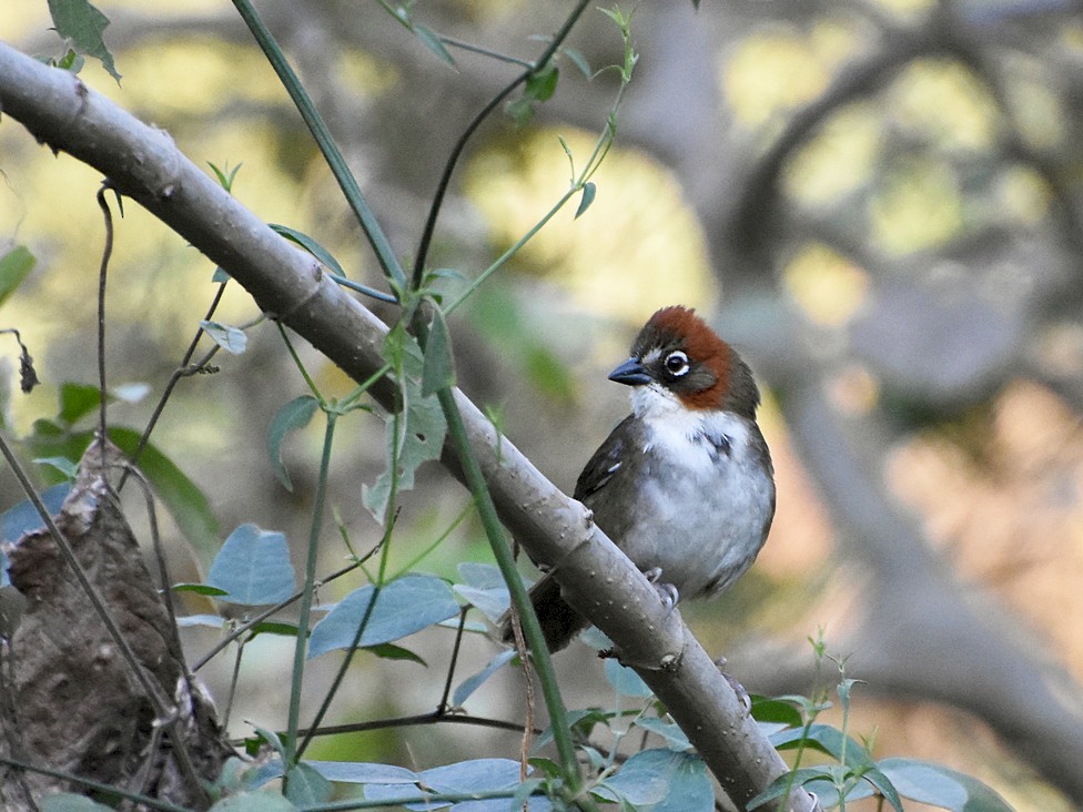 Rusty-crowned Ground-Sparrow - Joel Trick