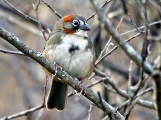  - Rusty-crowned Ground-Sparrow