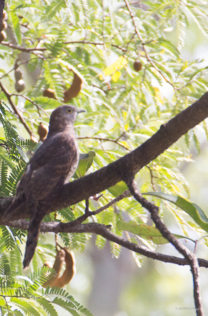 cuckoo sp. (Cuculidae sp.) - Adithya Bhat