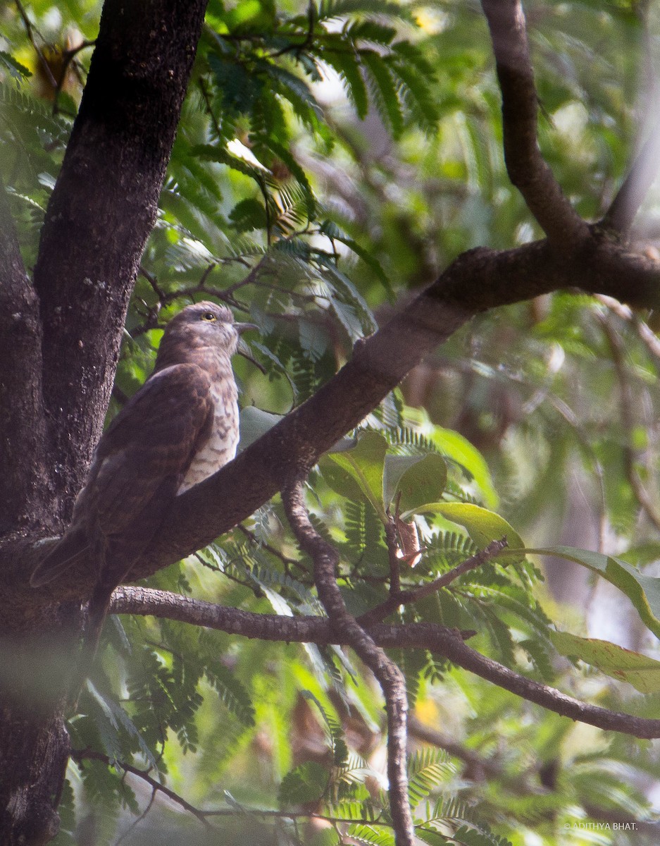 cuckoo sp. (Cuculidae sp.) - Adithya Bhat
