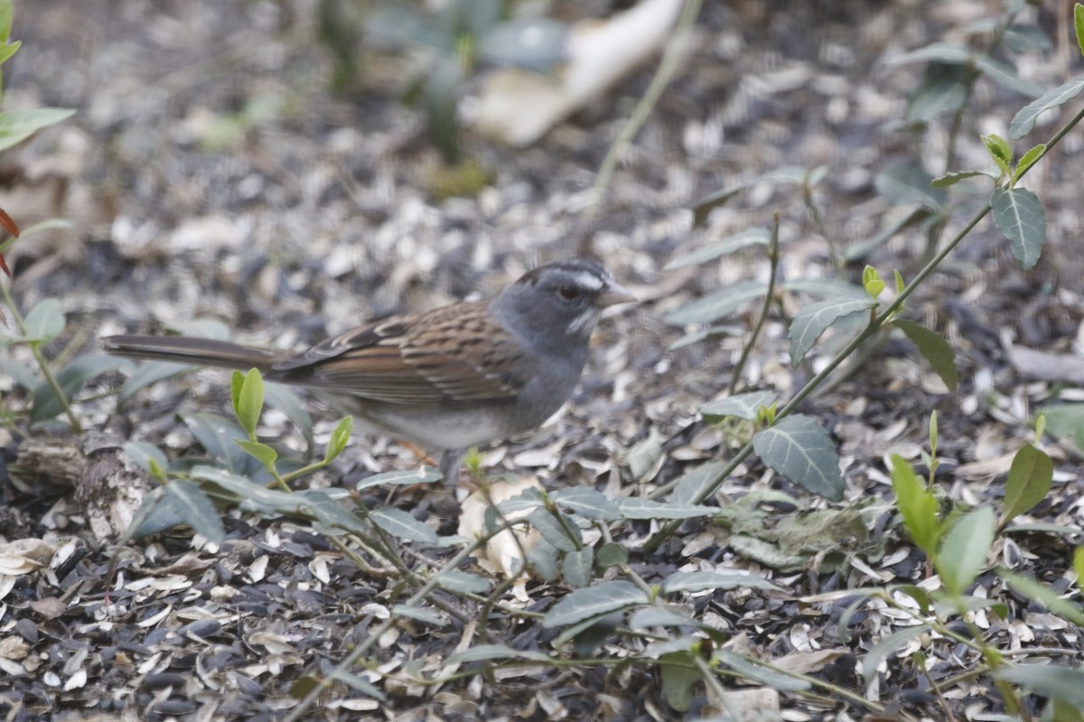 Dark-eyed Junco x White-throated Sparrow (hybrid) - ML431590071
