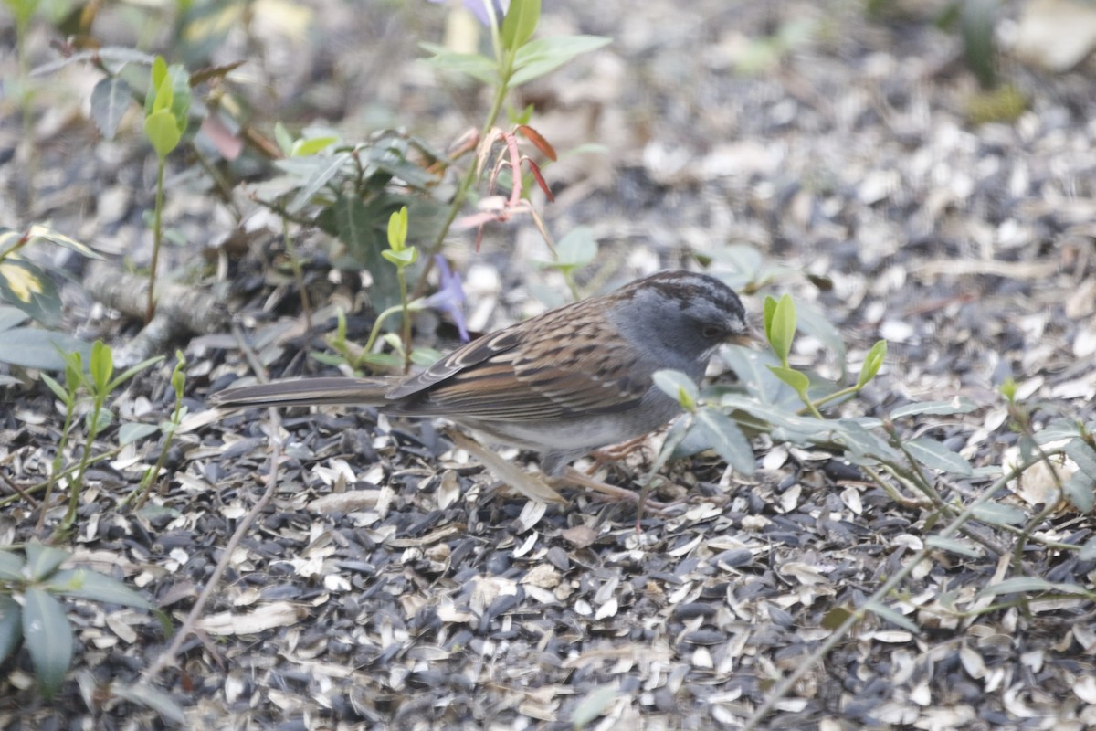 Dark-eyed Junco x White-throated Sparrow (hybrid) - ML431590171