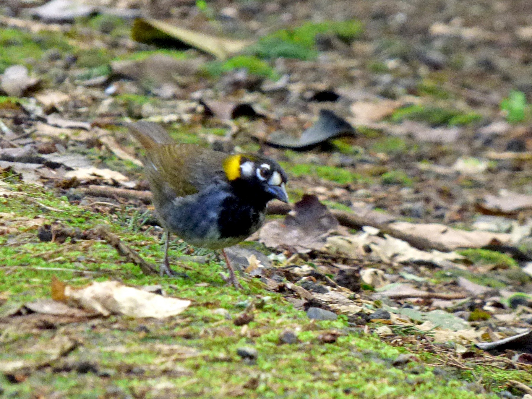 White-eared Ground-Sparrow - Roselvy Juárez