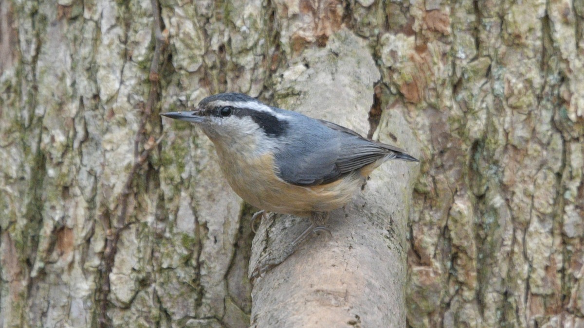 Red-breasted Nuthatch - ML431593661