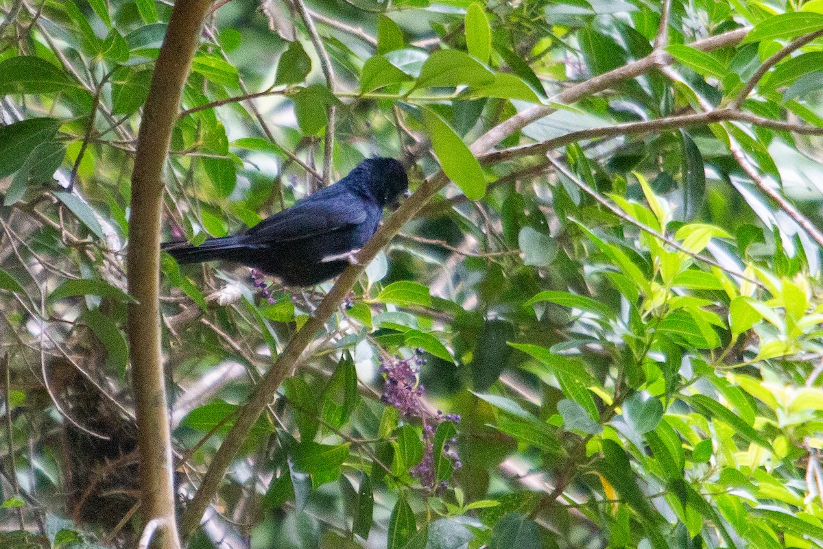 Ruby-crowned Tanager - ML431594351