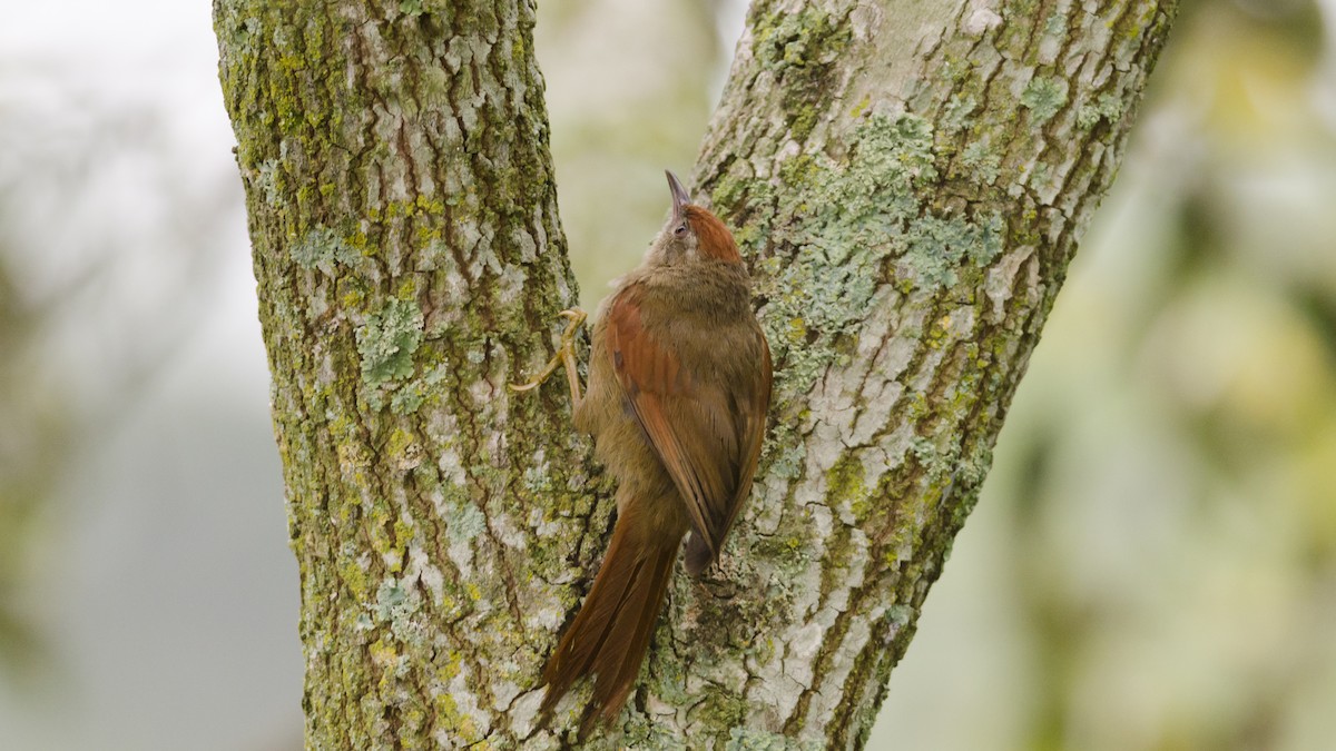 Ash-browed Spinetail - ML43159521