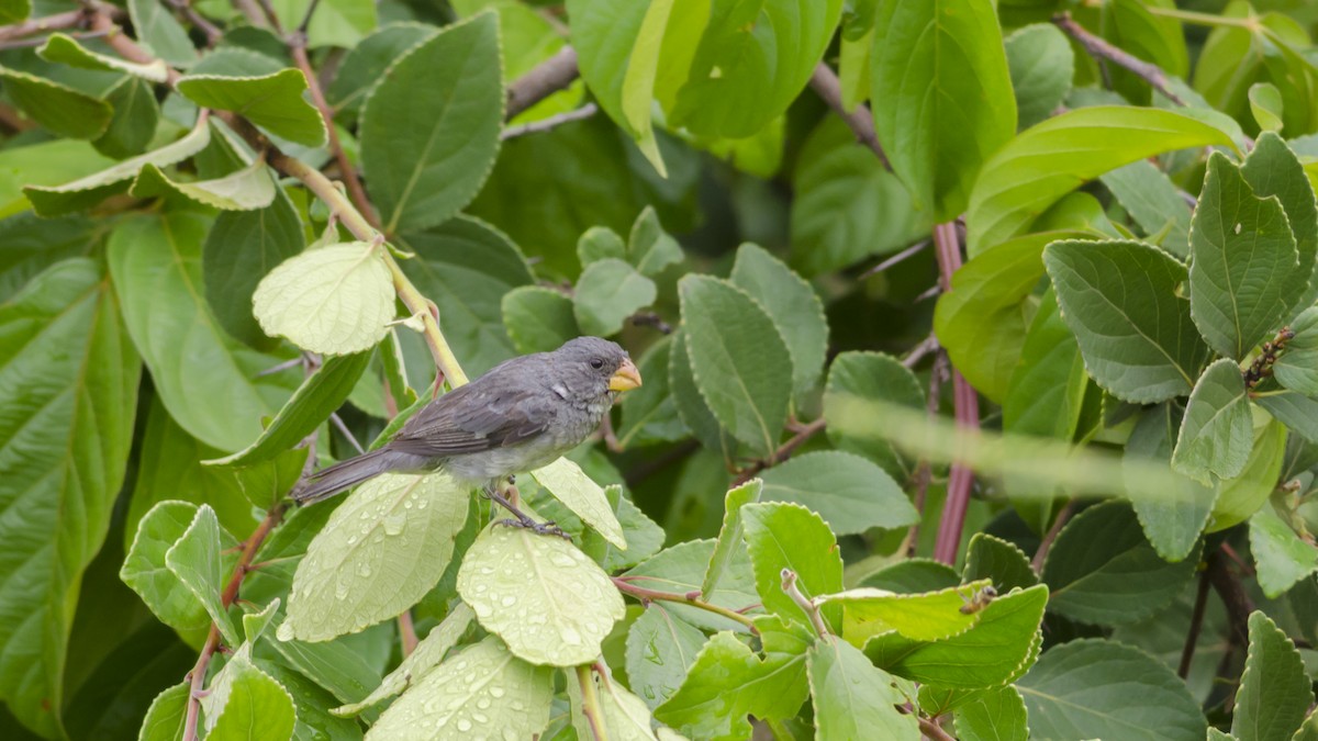 Gray Seedeater - ML43159681