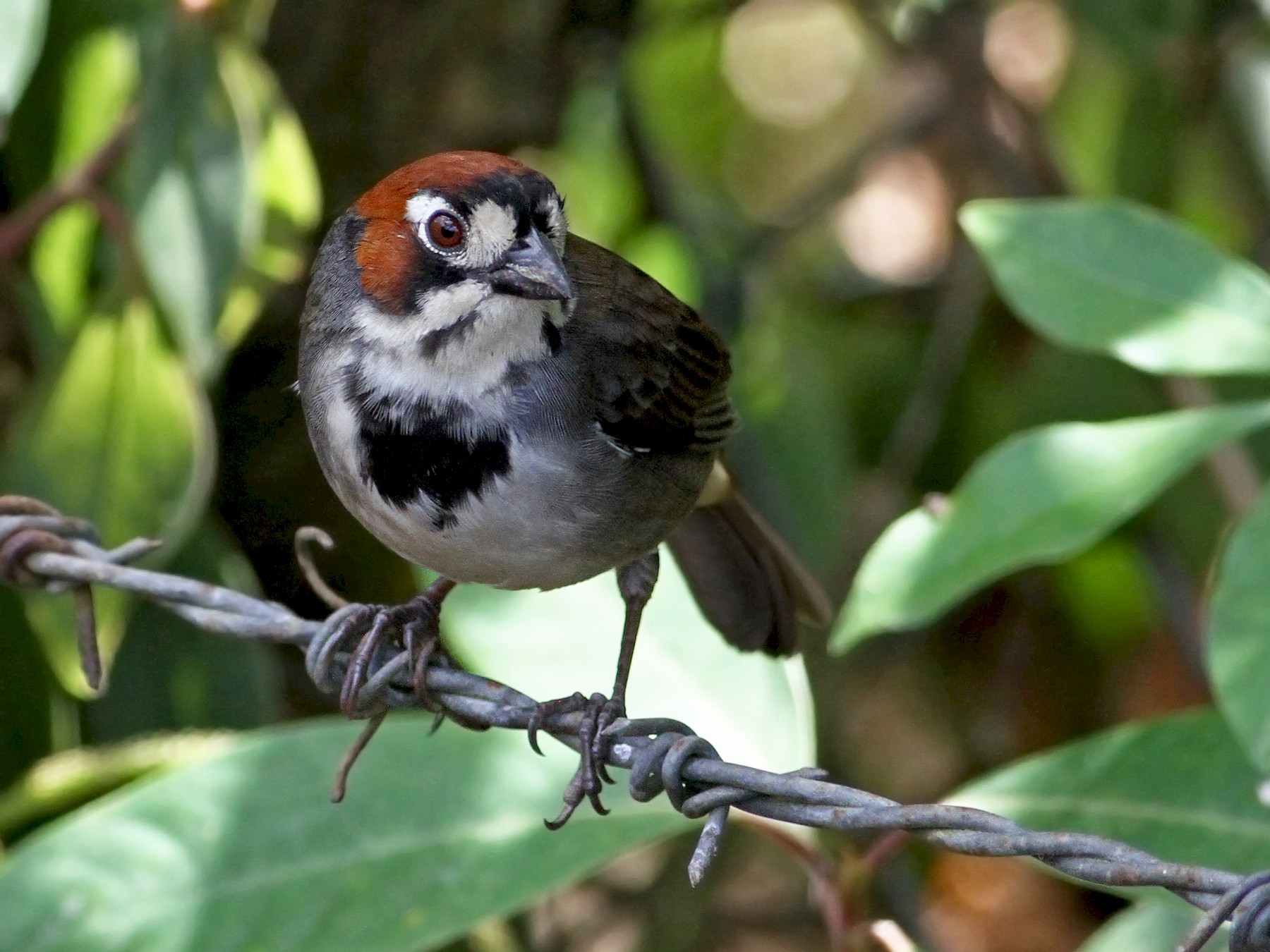 Cabanis's Ground-Sparrow - Andrew Spencer