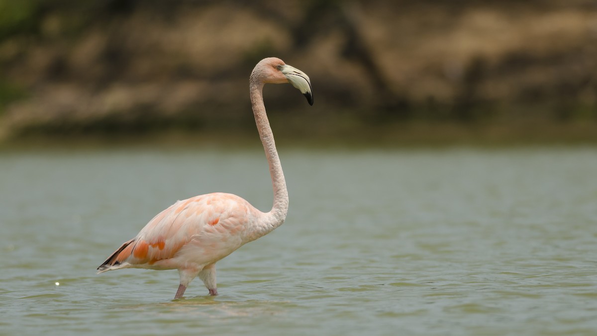 American Flamingo - ML43160351