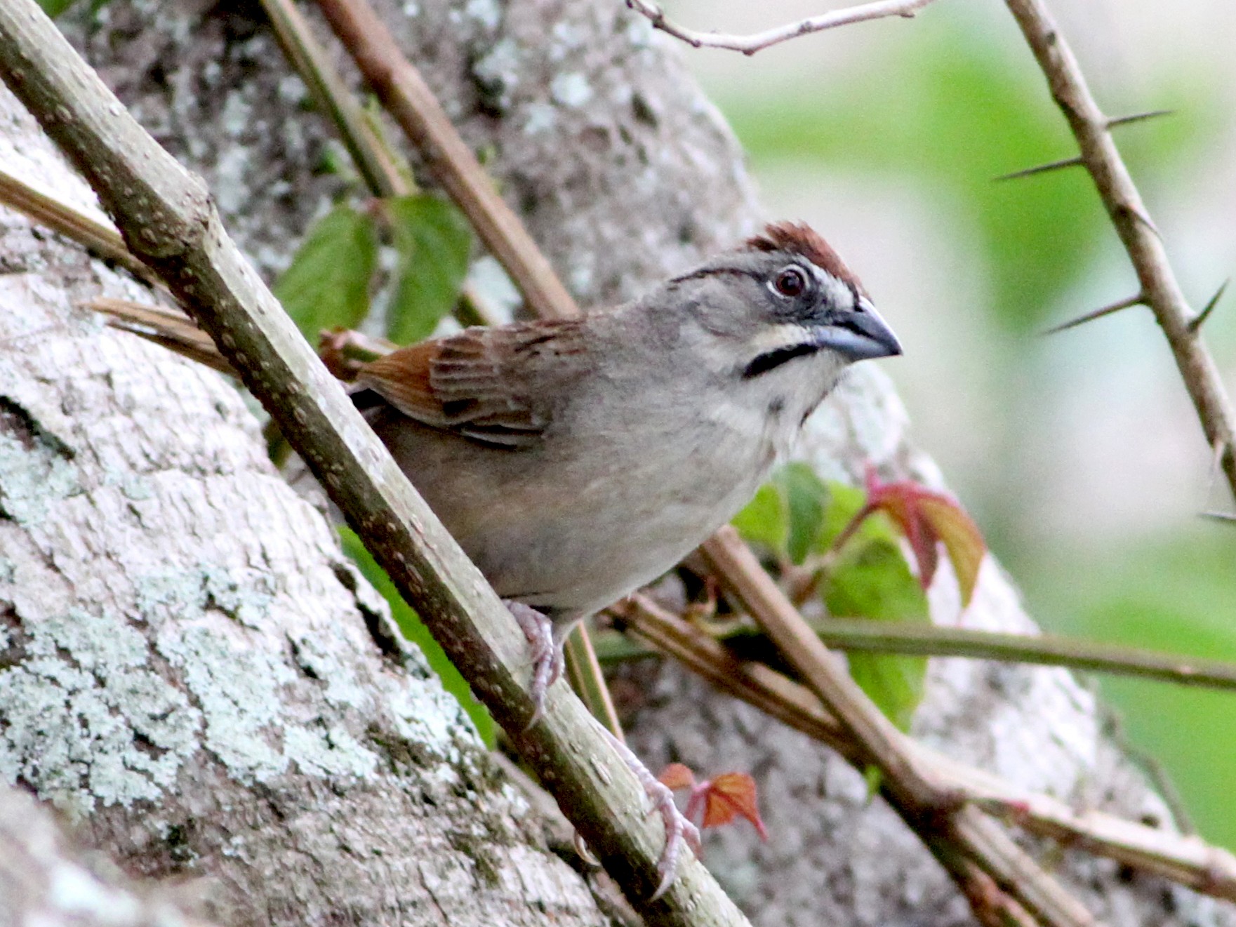 オオスズメモドキ Ebird