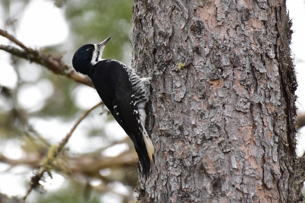 Black-backed Woodpecker - ML431607291