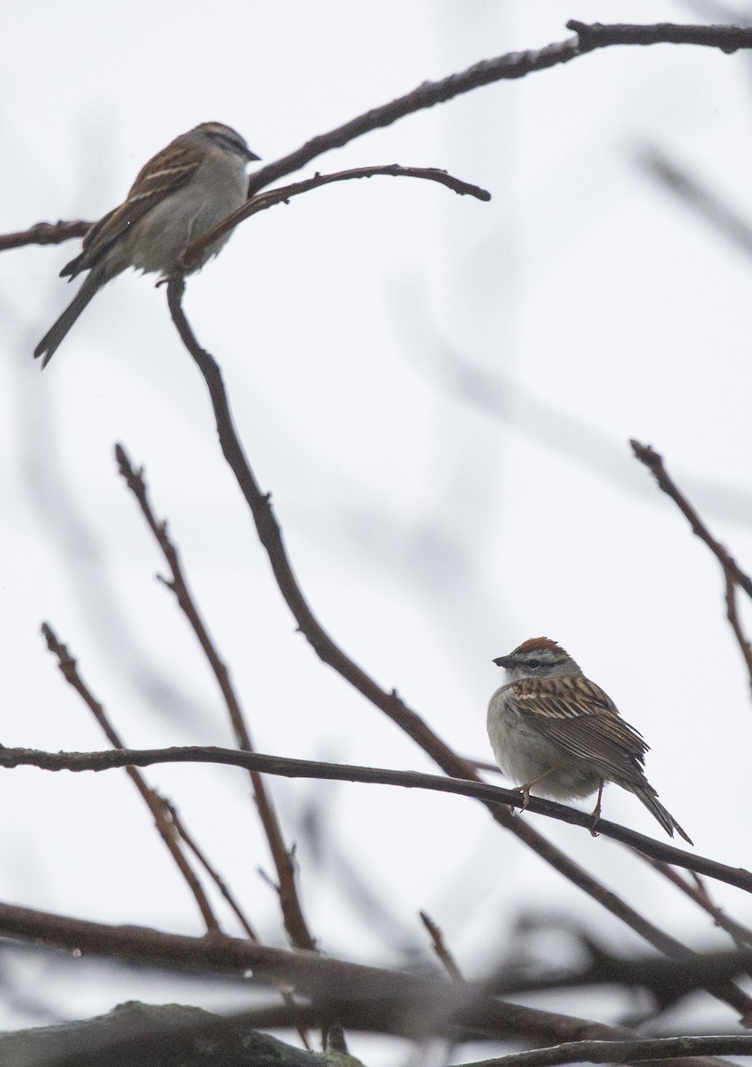 Chipping Sparrow - ML431610691