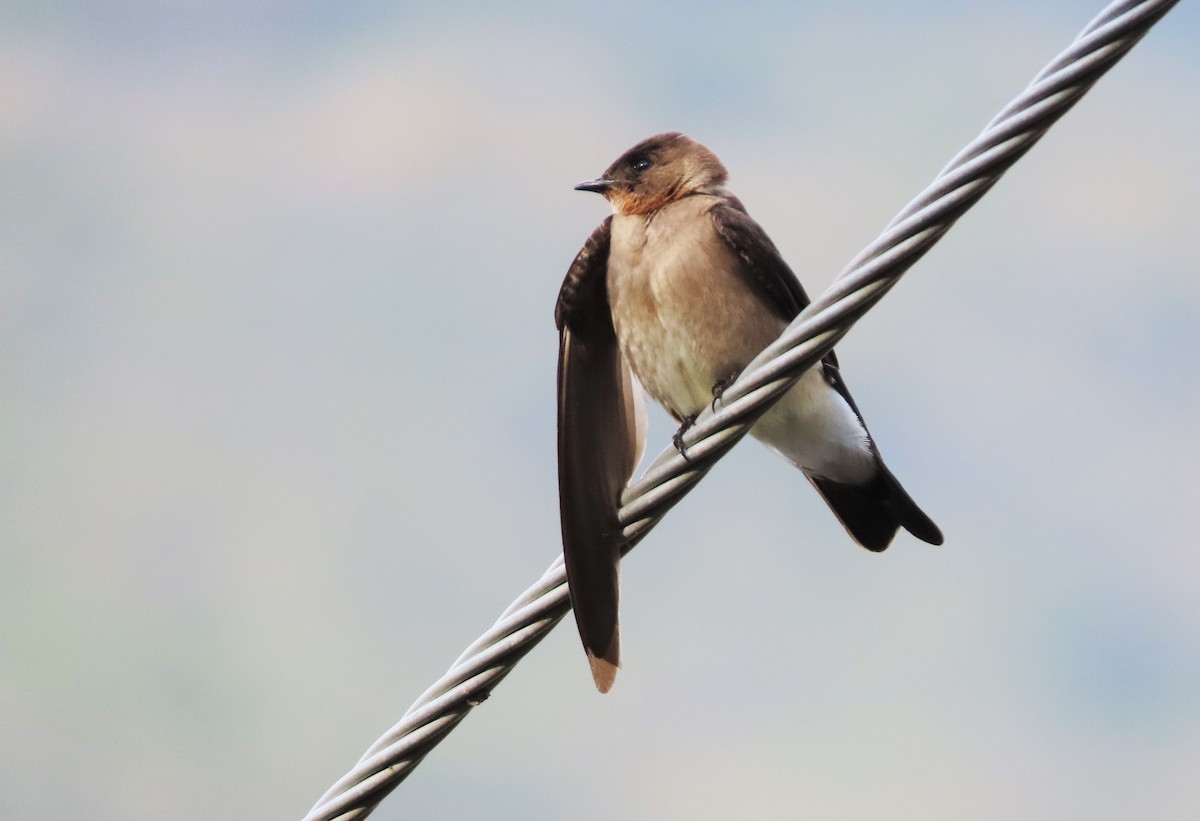 Southern Rough-winged Swallow - Rick Jacobsen