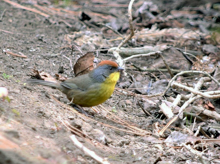 Rufous-capped Brushfinch - Raúl Caballero (Mexihca Aves)