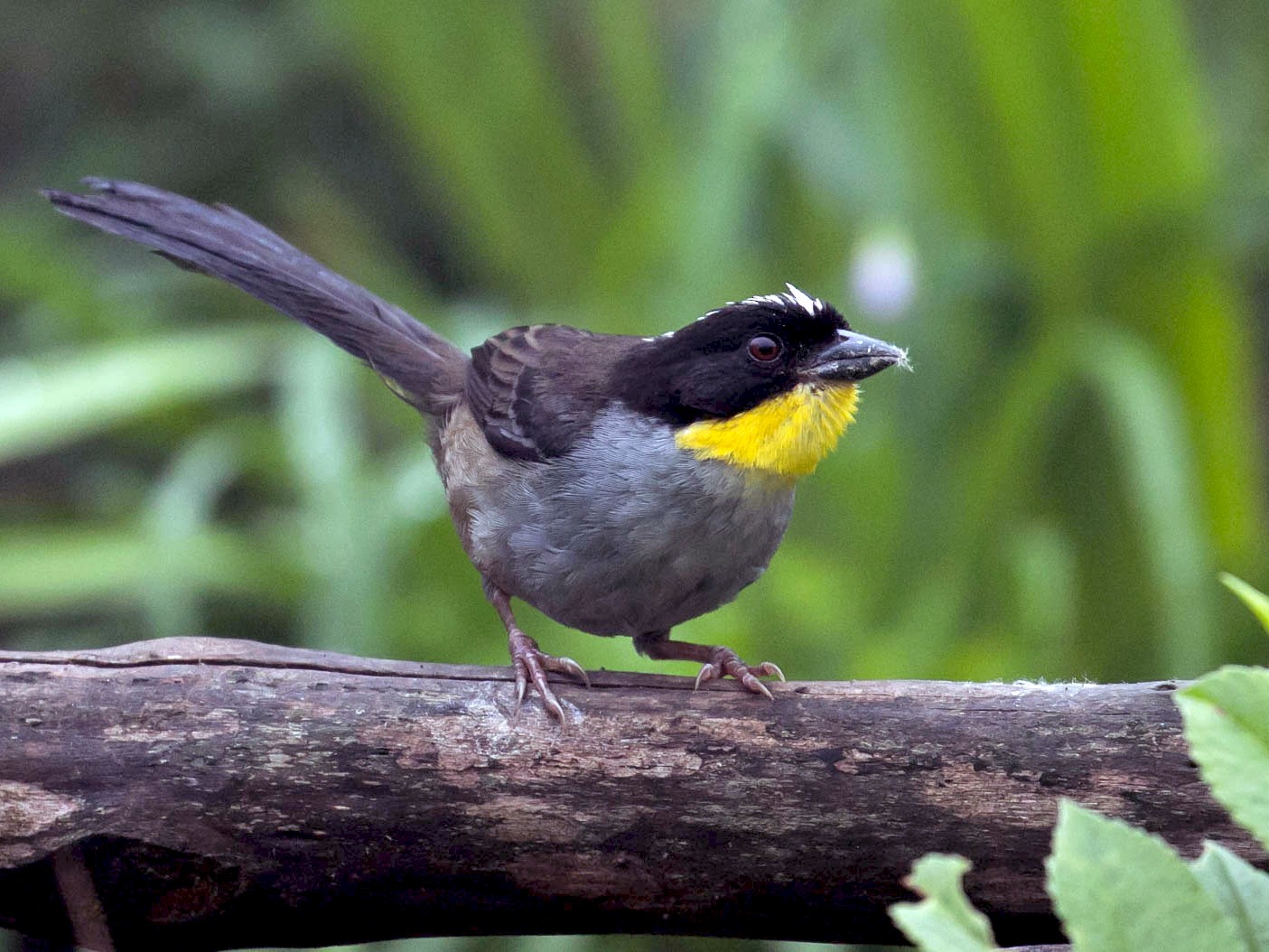 White-naped Brushfinch - Patrick Van Thull