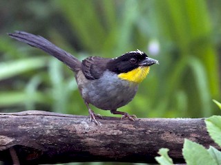 成鳥 (Yellow-throated) - Patrick Van Thull - ML43161461