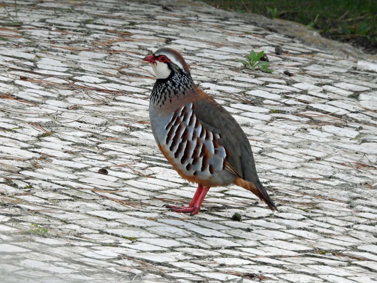 Red-legged Partridge - kas dumroese
