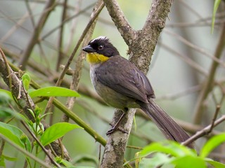 นกเต็มวัย (Yellow-throated) - John van Dort - ML43161521