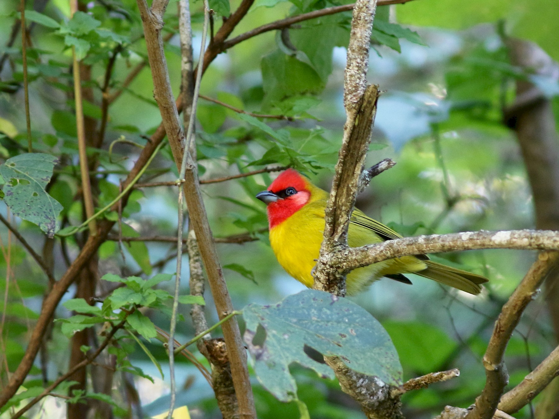 Red-headed Tanager - Mark Patry