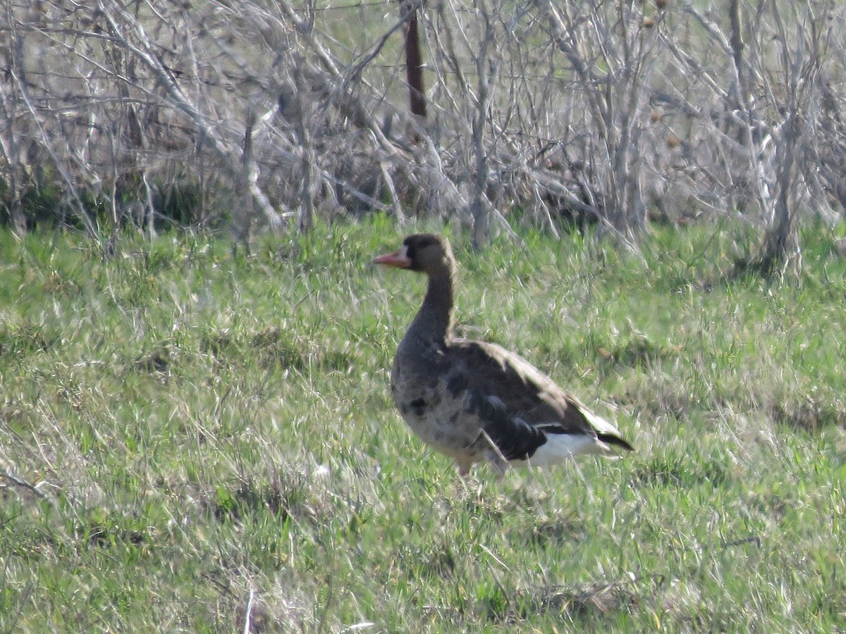 Greater White-fronted Goose - ML431619221