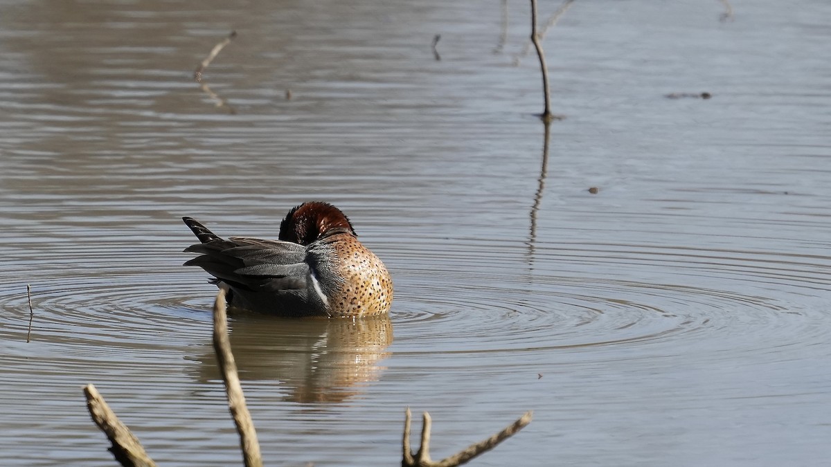 Green-winged Teal - ML431624751