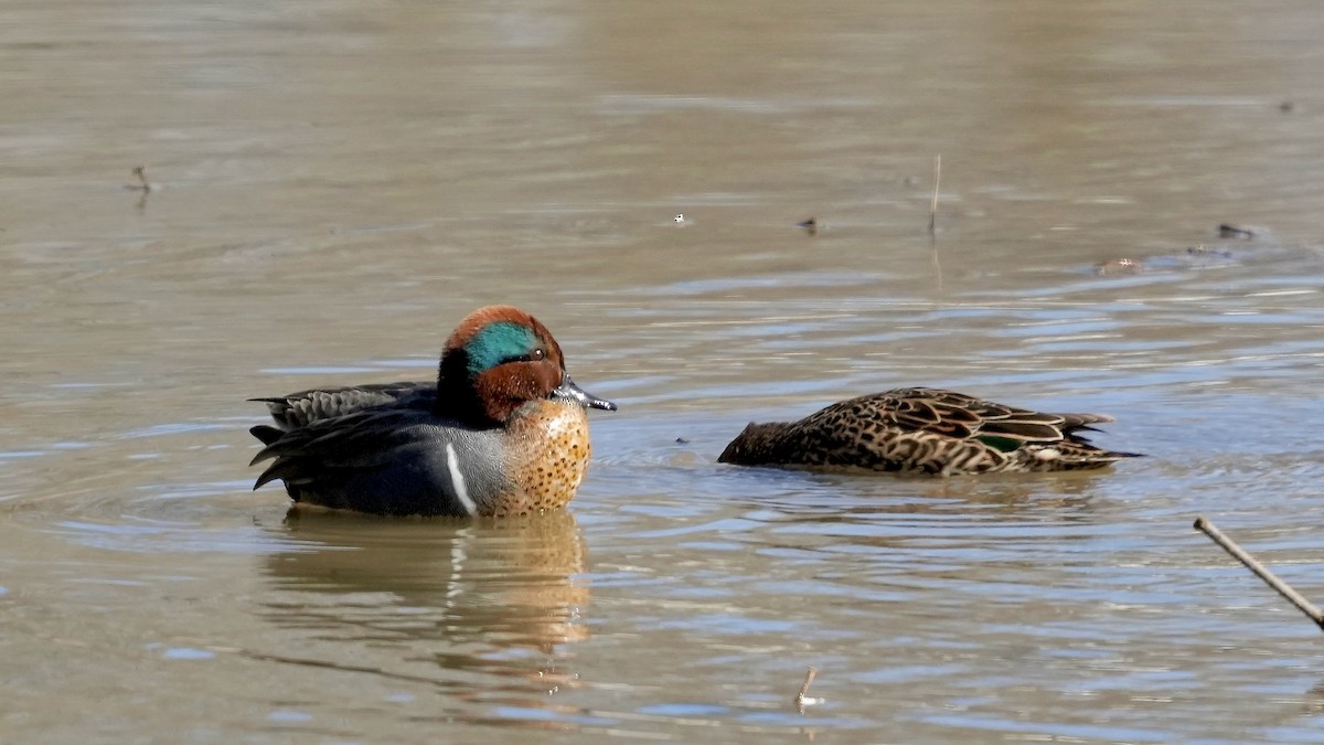 Green-winged Teal - ML431624851