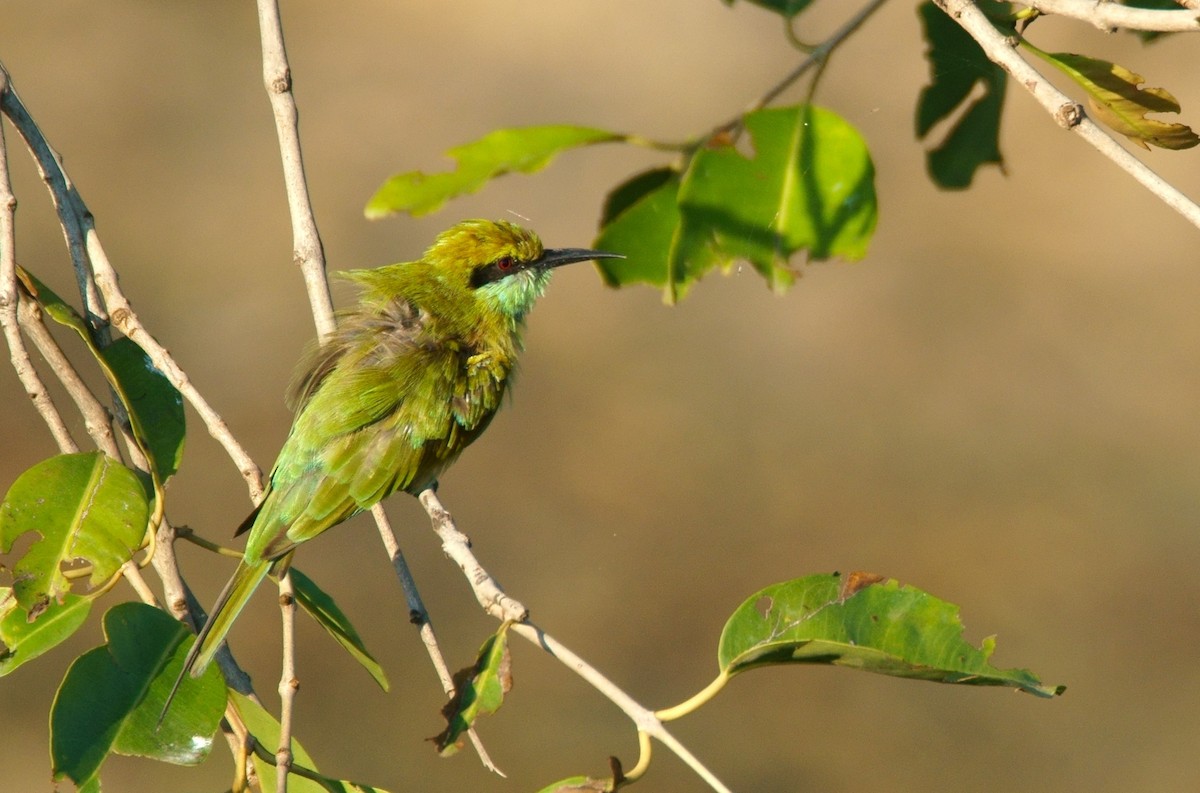 Asian Green Bee-eater - sumit maggo