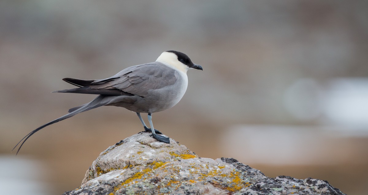 Long-tailed Jaeger - ML43162551