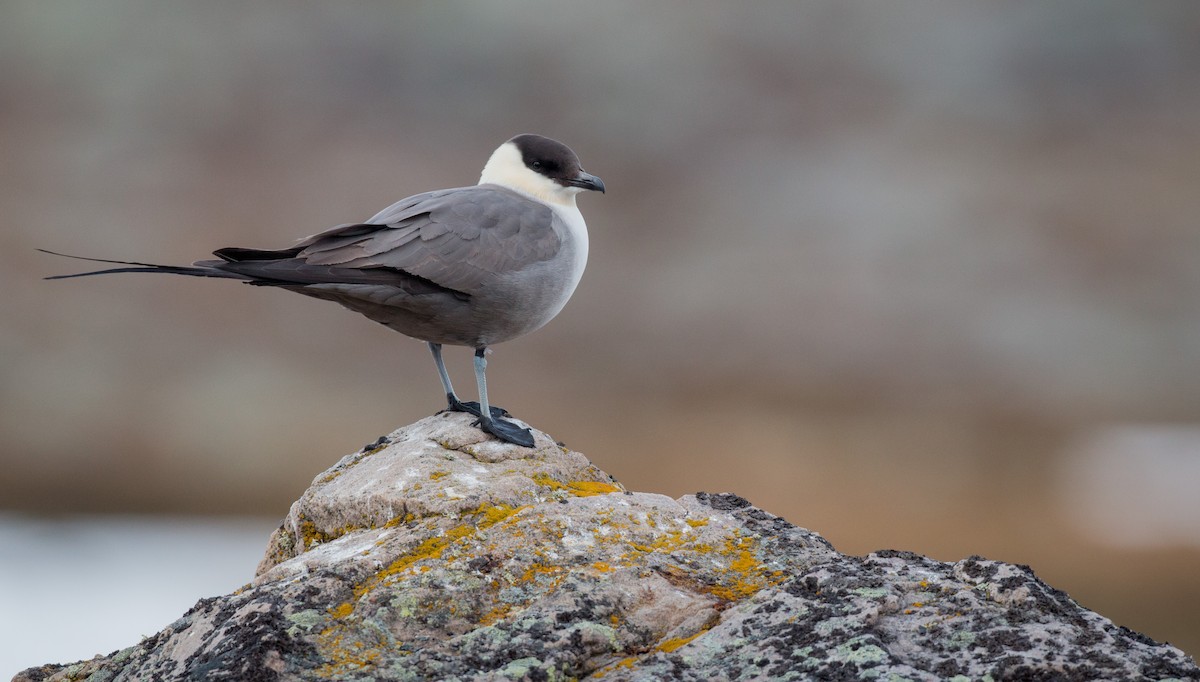 Long-tailed Jaeger - ML43162571