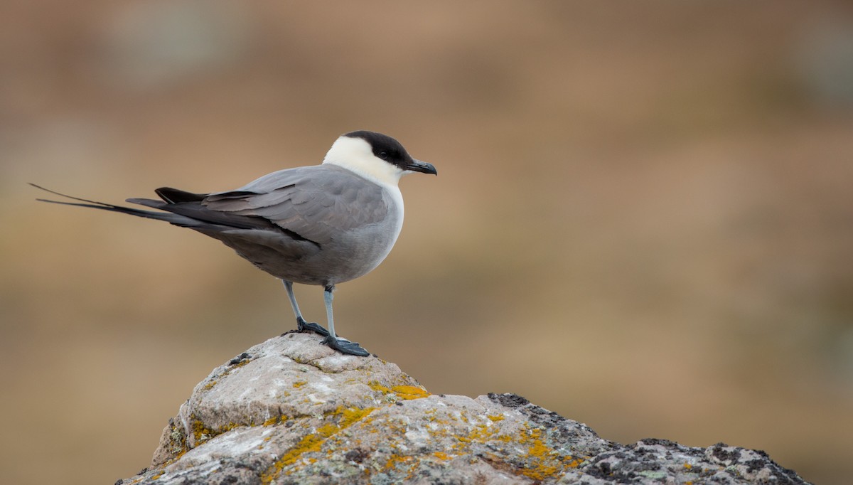 Long-tailed Jaeger - ML43162581
