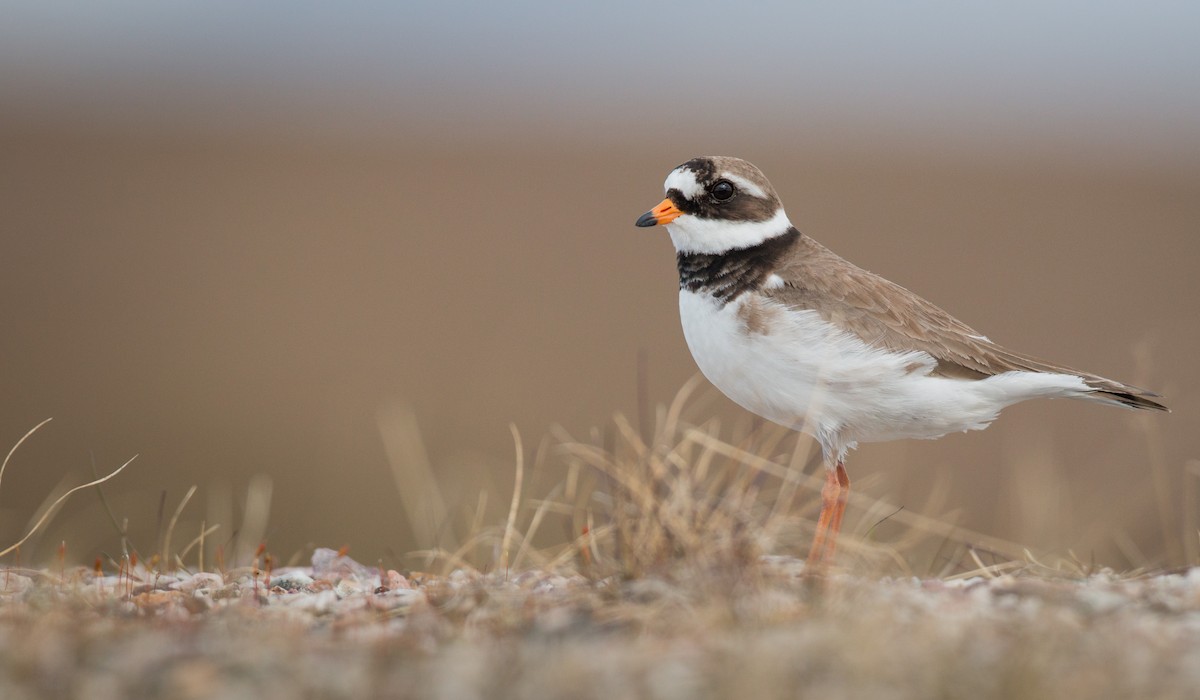 Common Ringed Plover - ML43162761