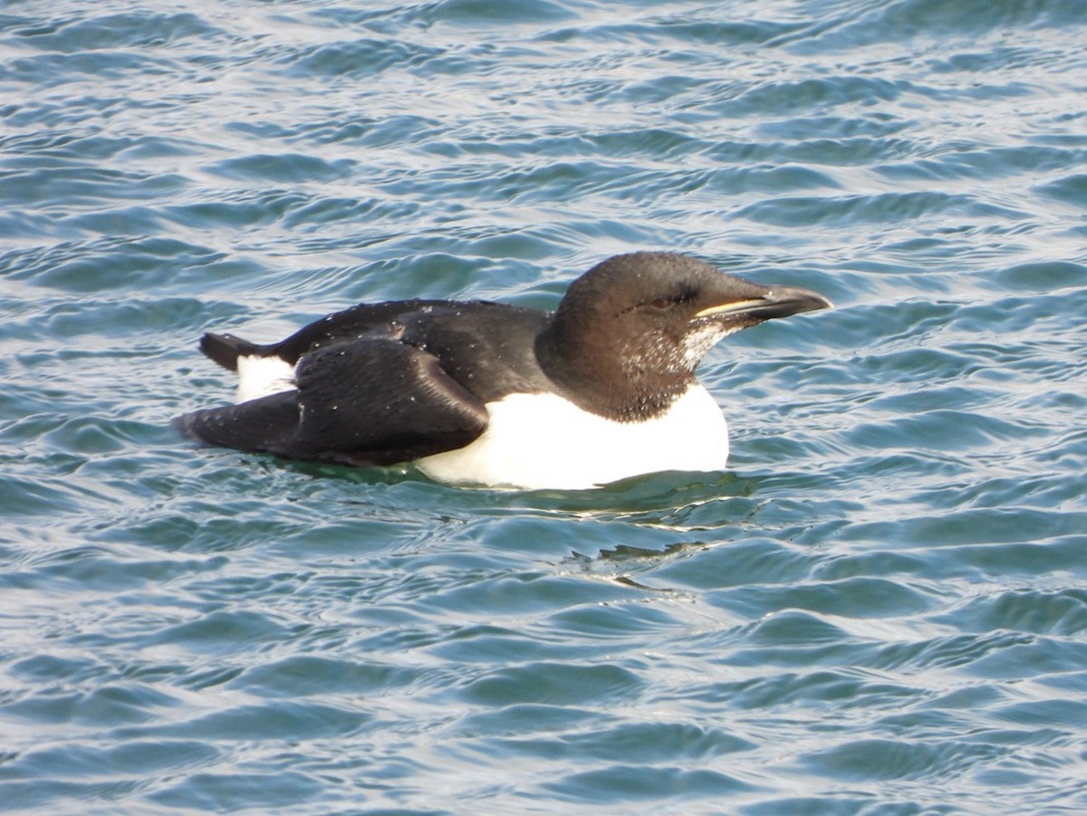 Thick-billed Murre - ML431627651