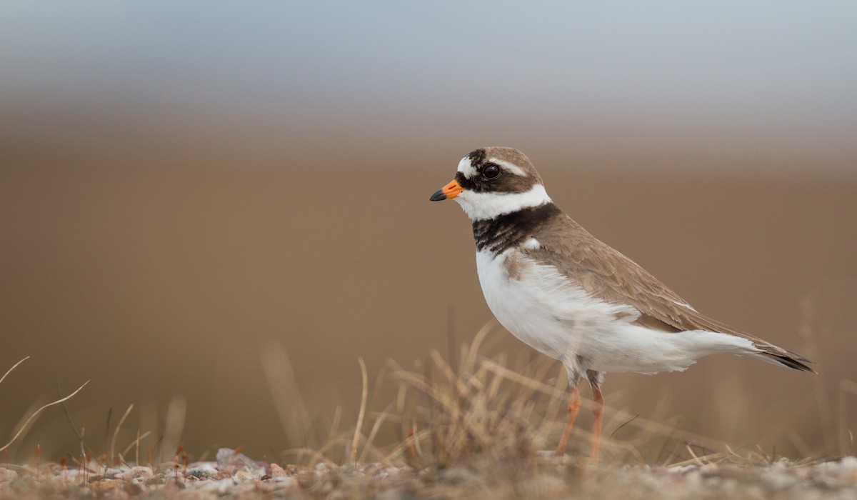Common Ringed Plover - ML43162771