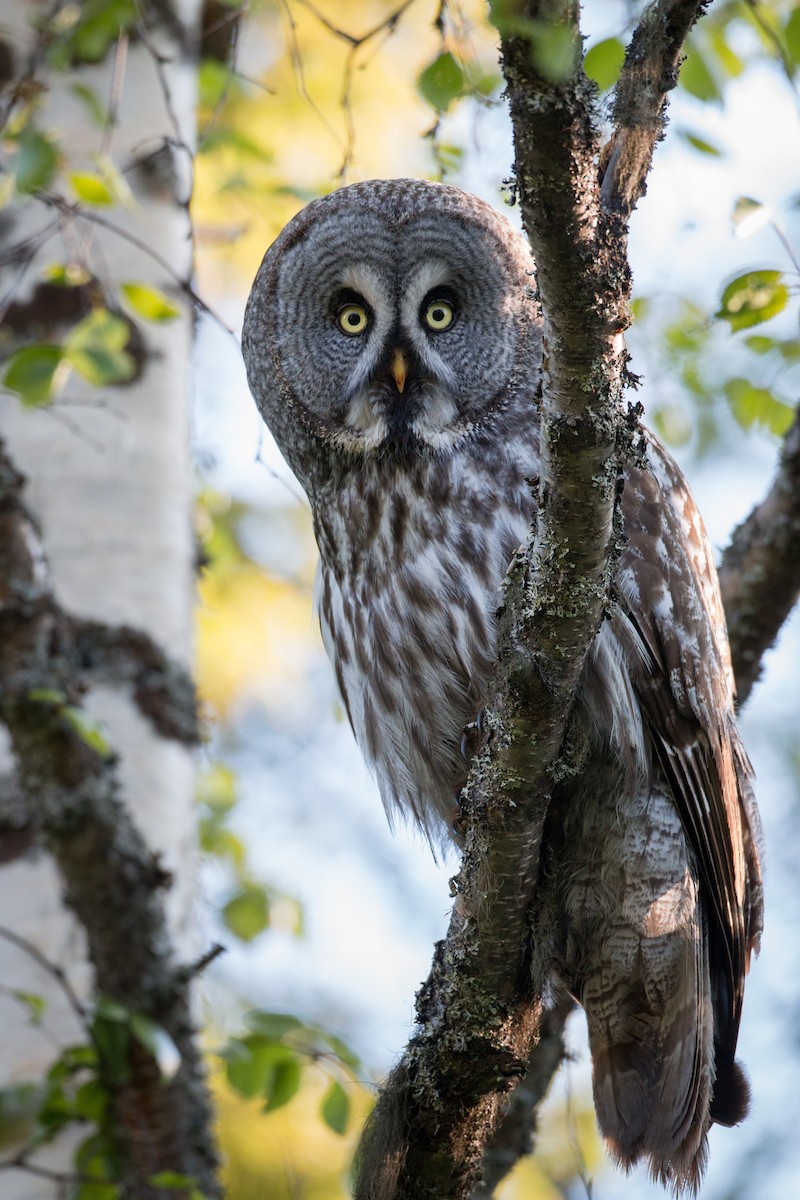 Great Gray Owl - Ian Davies