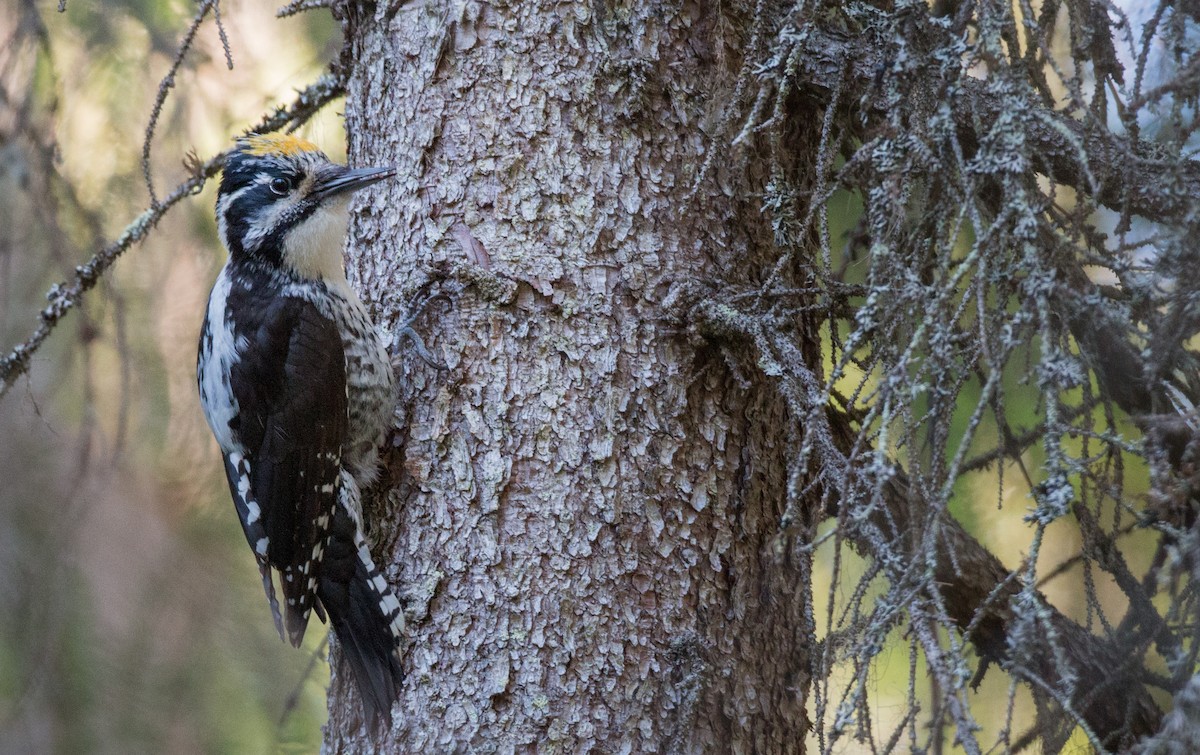 Eurasian Three-toed Woodpecker - Ian Davies