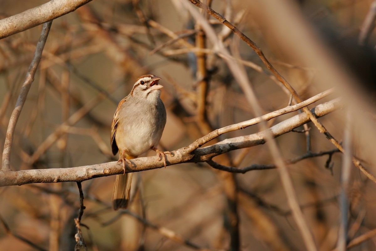 Cinnamon-tailed Sparrow - Chris Wood
