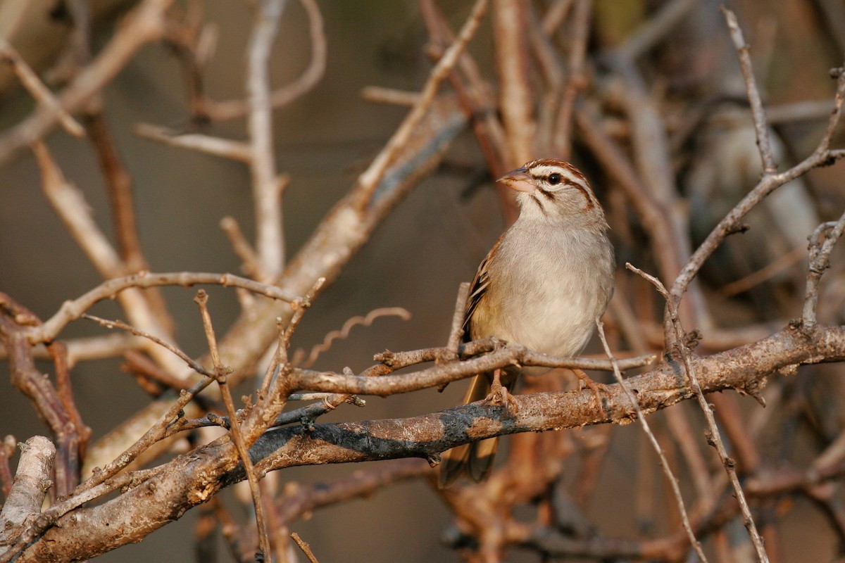 Cinnamon-tailed Sparrow - ML43163381