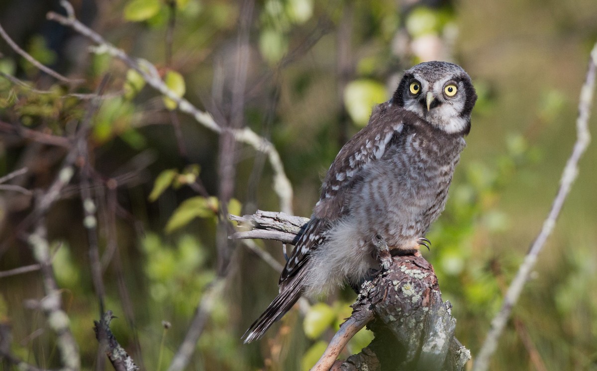 Northern Hawk Owl - Ian Davies