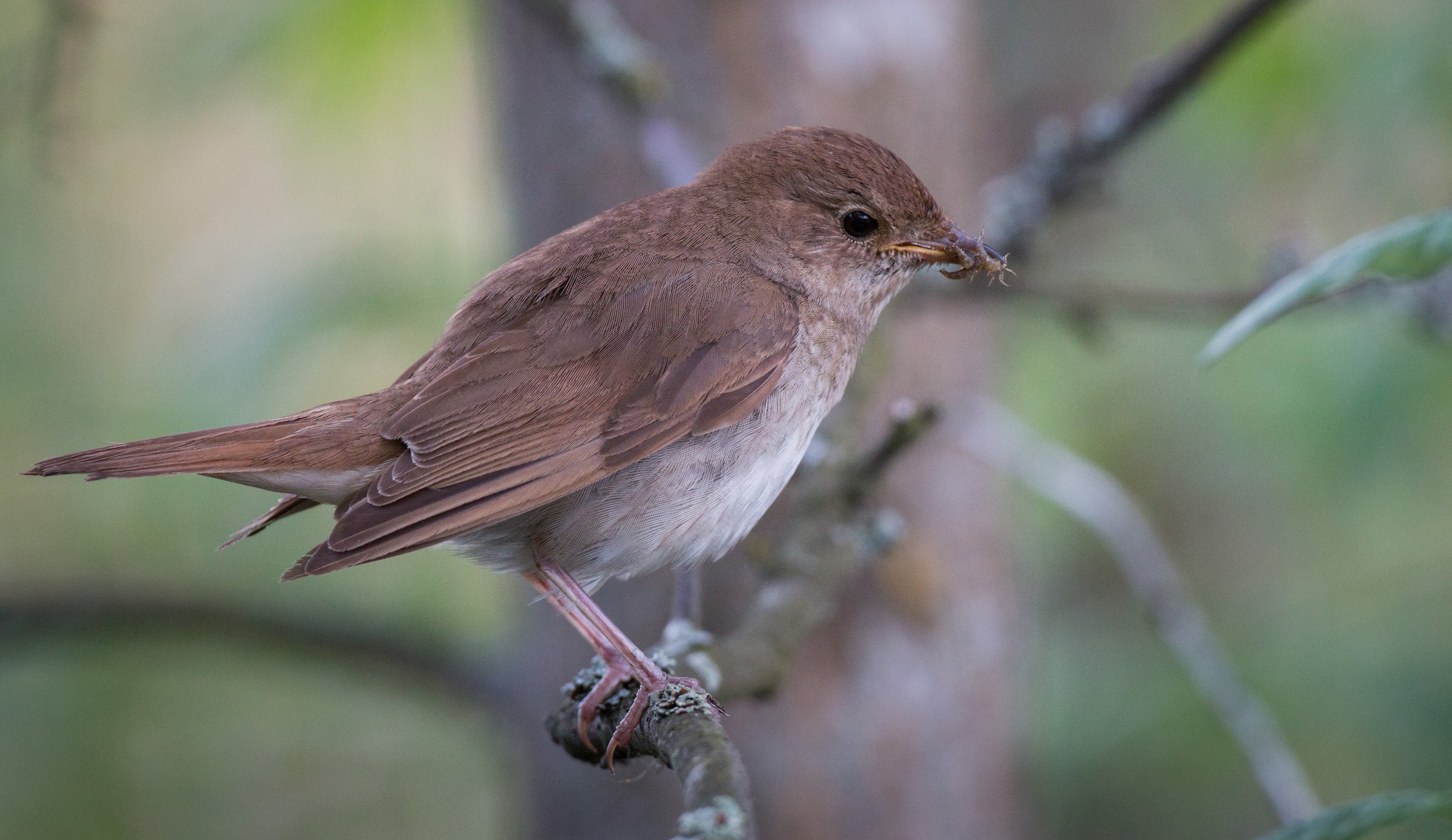 Октябрь соловей. Black-billed Nightingale-Thrush. Nightingale Editions.