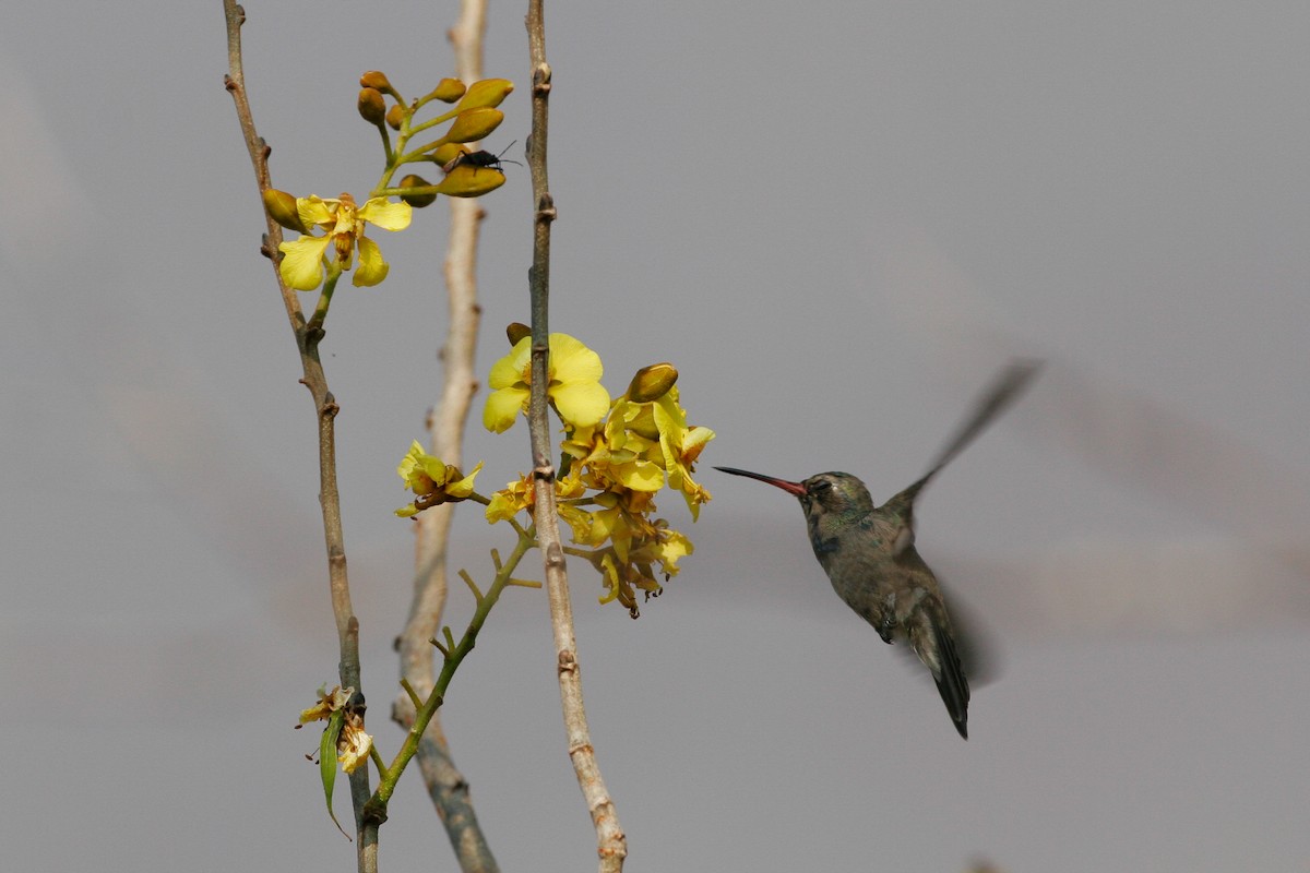 Turquoise-crowned Hummingbird - ML43164031