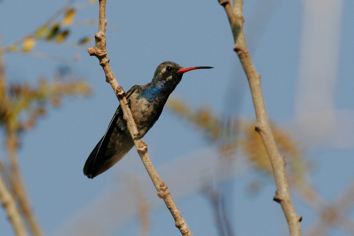 Turquoise-crowned Hummingbird - ML43164061