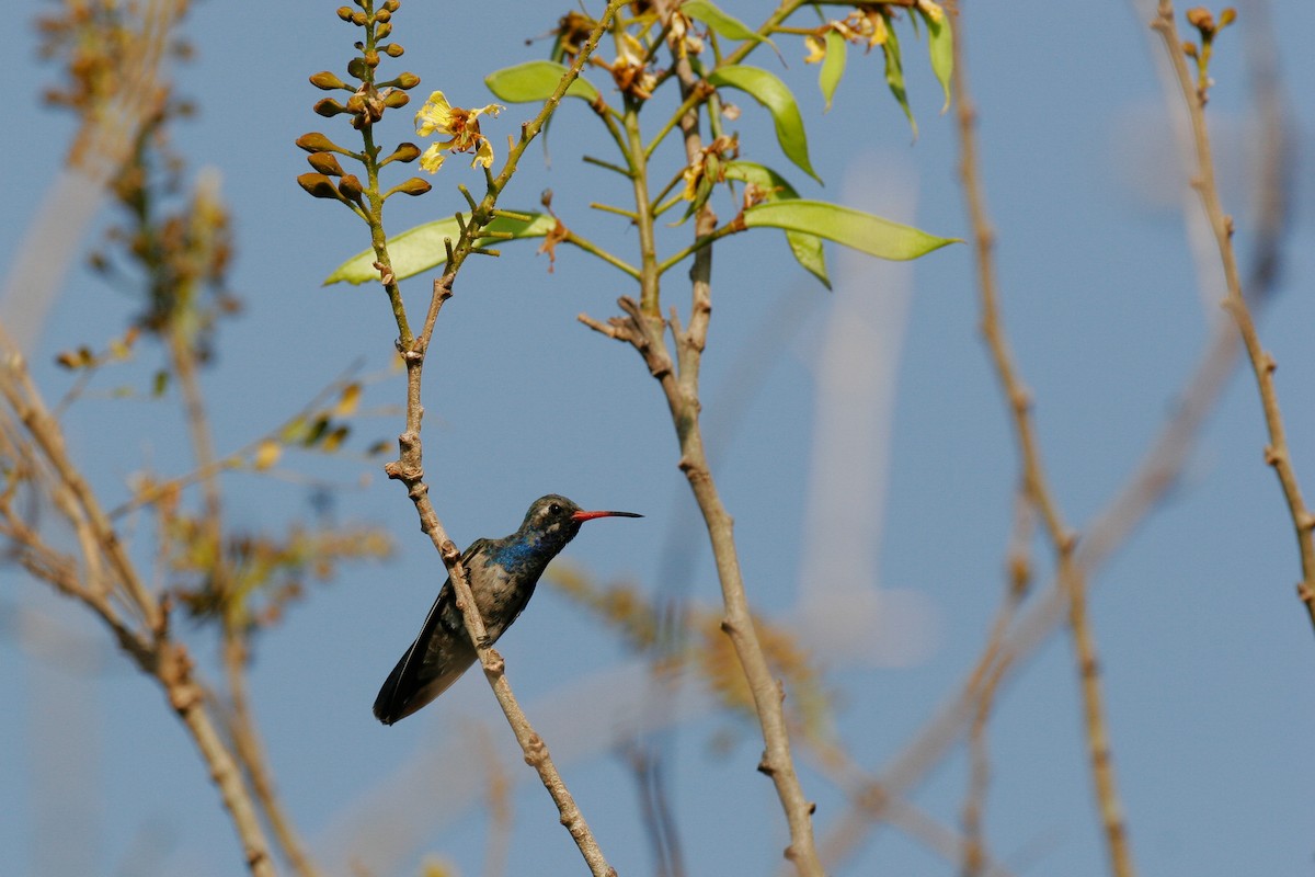 Turquoise-crowned Hummingbird - ML43164081